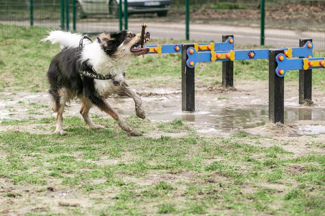 Na Bałutach powstał nowy psi park