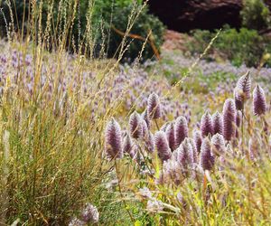 Ptilotus exaltatus 