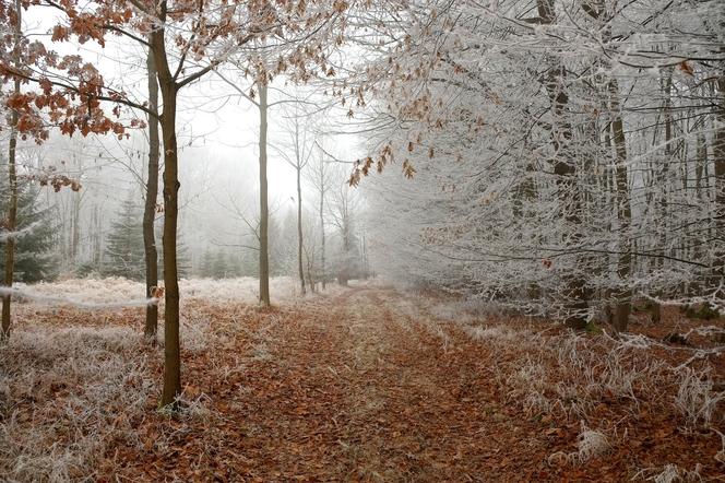 Prawdziwa zima dopiero się zacznie. Temperatura spadnie do -20 stopni. IMGW zdradza szczegóły