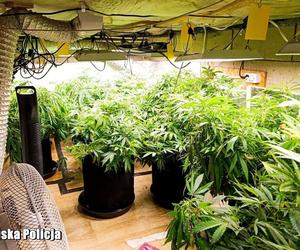 Wejście do plantacji marihuany ukryli... w łóżku
