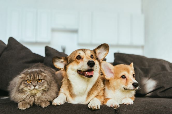 Puszysty szary kot z żółtymi oczami i dwa psy rasy Welsh Corgi Pembroke, dorosły i szczeniak, leżące obok siebie na ciemnej kanapie. Artykuł na Poradnik Zdrowie dotyczy zwierząt domowych i koronawirusa.
