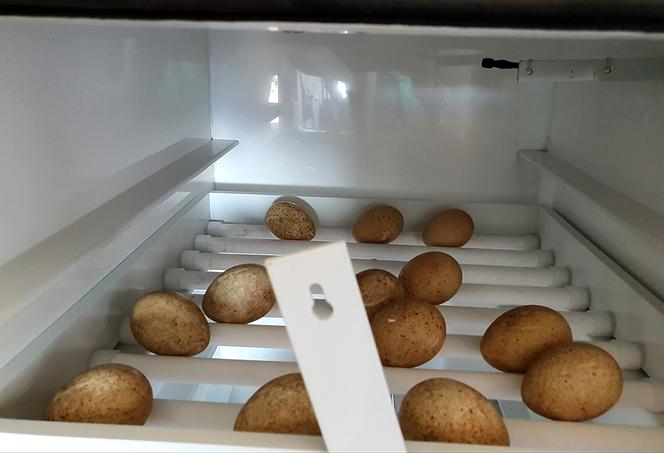 Głęboki Bród. Kury jedwabiste wysiedziały jaja głuszca