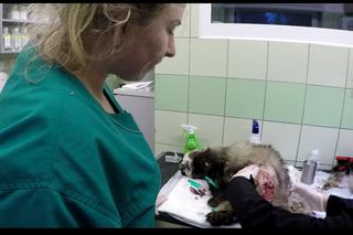 Pozszywali borsuka Karola