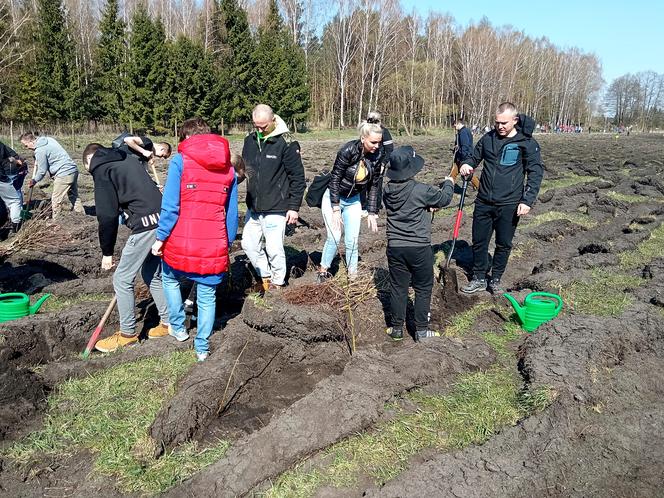 Akcja "Grudziądzanie sadzą las"!