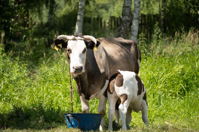 Farma 3: widzowie mieli jej wyraźnie dość. W końcu odpadnie z programu!