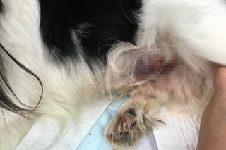 Pekinek umierał na poboczu, w brzuchu miał śrubę. Potrzebna jest pomoc