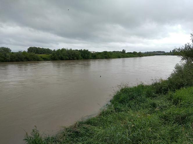 Wysoki Dunajec pod Tarnowem! Biała przy Azotach też przybiera
