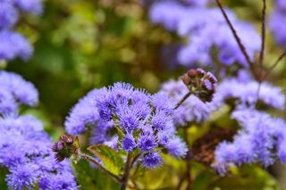 Pelargonie to już przeżytek. Teraz te kwiatki królują na balkonach 
