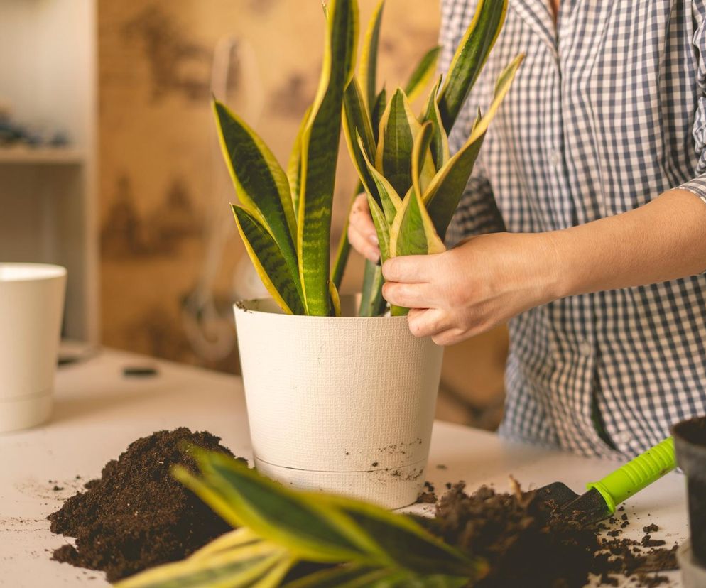 Pielęgnacja sansewierii