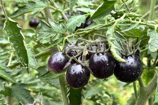 Black cherry czyli czarne pomidory koktajlowe