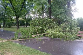 Burza nad Radomiem! Wichura połamała drzewa