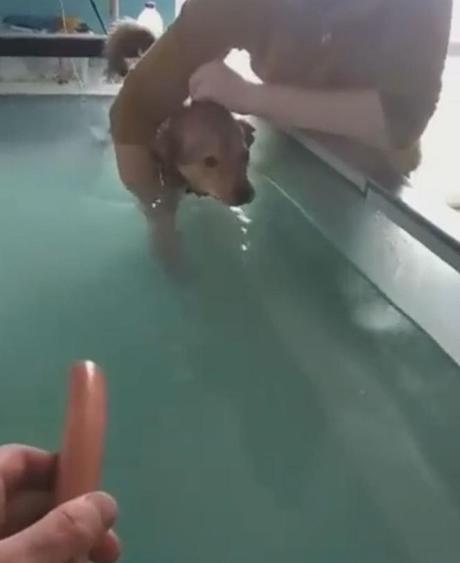 Ćwiczą dla parówki