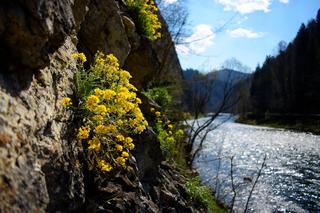 Ta atrakcja z małopolski trafiła na listę UNESCO. Turyści korzystają z niej od ponad 200 lat 