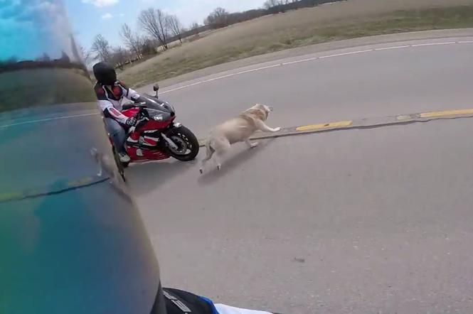 Motocyklista kontra pies na drodze
