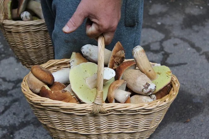 Gdzie na grzyby? Srogi mandat za zbieranie tych w miejscach!