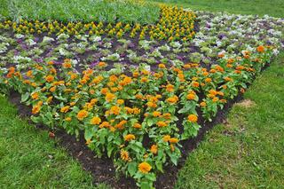 Kwiatowe kompozycje ozdobiły Szczecin