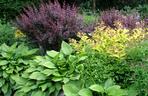 Bylina do cienia - funkia (Hosta)