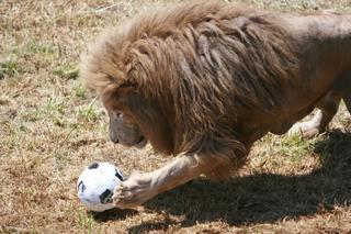 Lwy grają w piłkę