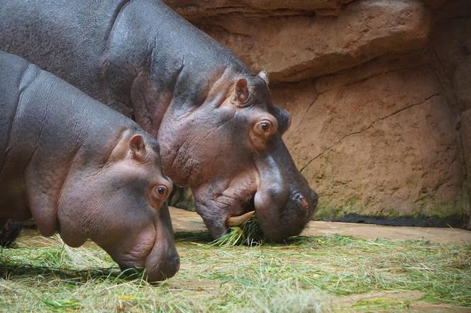 Zoo Wrocław: Hipopotam nilowy
