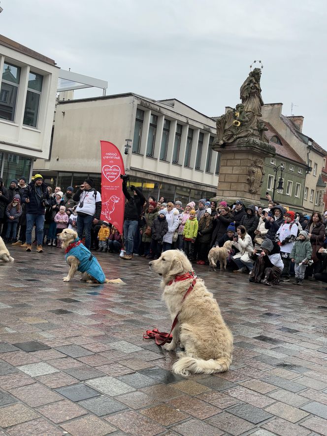 Golden Retriever WOŚP w Poznaniu