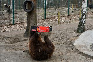 Tak „ćwiczy” niedźwiedź uratowany z kijowskiego ZOO