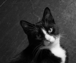 Miał schronienie w prokuraturze, ale narozrabiał. Teraz biało-czarny Krzysztof szuka nowego domu 