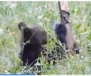 Bieszczadzkie misie lubią technologie