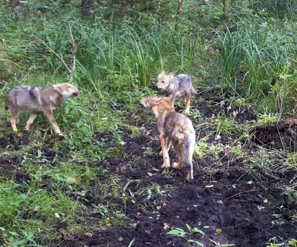 Wilki wyją w lesie pod Częstochową. Prosto do kamery