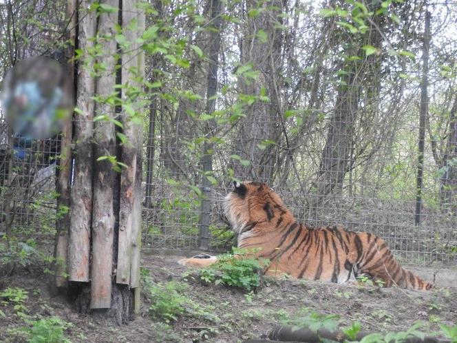 Tygrys dręczony kijem w zoo. Poszukiwany mężczyzna sam zgłosił się na komisariat