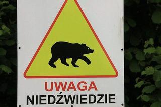 Wybierasz się na grzybobranie w Bieszczady? Uważaj na niedźwiedzie!