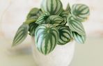 Peperomia