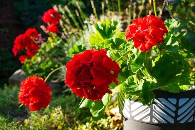 Gdy zrobi się chłodno, nie wyrzucaj pelargonii! Dowiedz się, jak je przezimować!