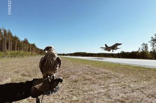 Sokół pilnuje gdy Jastrząb ląduje na Route 604