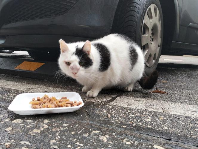 Bydgoszczanka ratuje bezdomną kotkę. Nawracająca choroba przeszkadza jej w jedzeniu i oddychaniu
