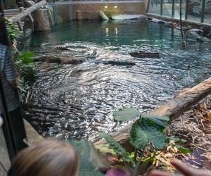 Orientarium Zoo Łódź. Pierwsze karmienie Krakena w historii ogrodu. To największy krokodyl w Europie [ZDJĘCIA].