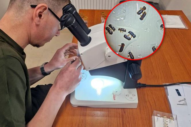 Leśnicy wyłapują groźne owady