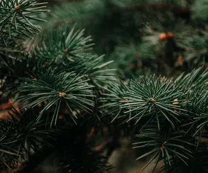 Ceny choinek w województwie lubelskim. Ile trzeba zapłacić za żywe i sztuczne drzewka?