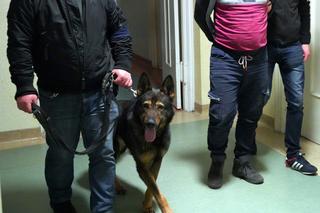 Otwock: Cios w przestępczość samochodową. Policjanci rozbili gang złodziei