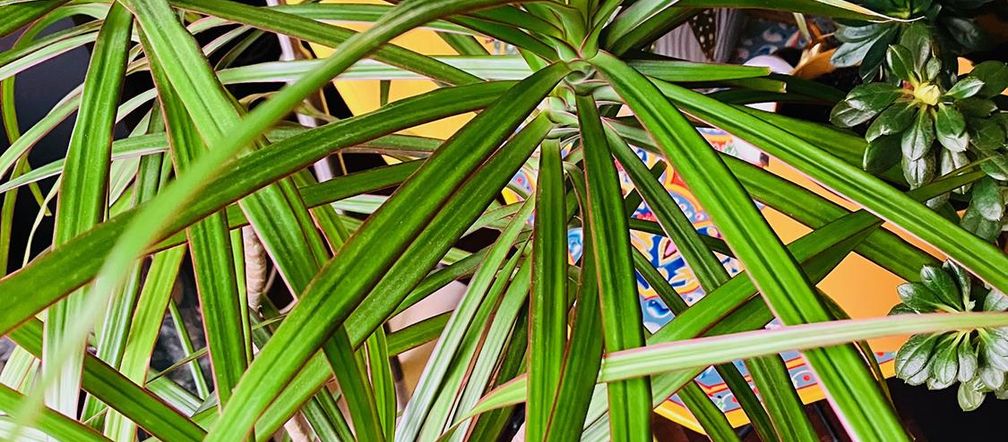 Dracena marginata - pielgnacja, podlewanie. Gdzie powinna sta dracena? -  Urzadzamy.pl