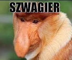 Memy na Dzień Szwagra 