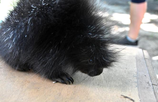 Baby boom w poznańskim zoo! Na świat przyszedł urson