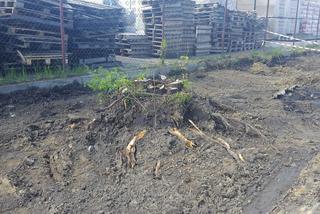 Zaczęła się budowa ul. Kustronia w Lesznie