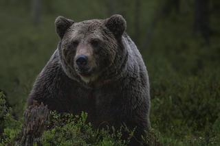 Niedźwiedź wybrał się na przechadzkę po wsi Bykowce. Sanok ostrzega mieszkańców!