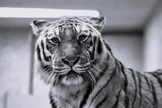 Odeszła Tajga, tygrysica ze Śląskiego Ogrodu Zoologicznego