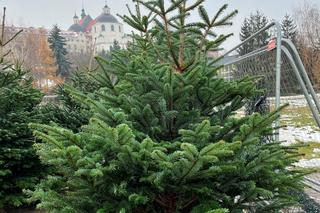 Ceny choinek w Lublinie. Warto sprawdzić pień w miejscu ścięcia