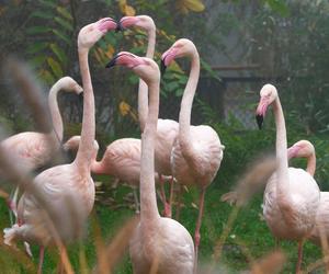 Krakowskie ZOO będzie oszczędzać, ale nie ma zamiaru zamknąć się na mieszkańców