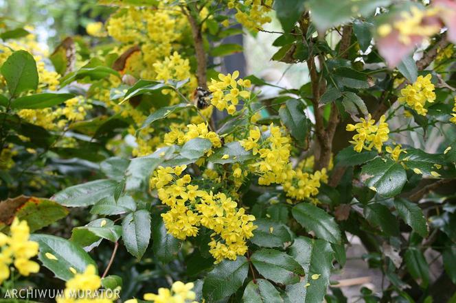 Mahonia pospolita