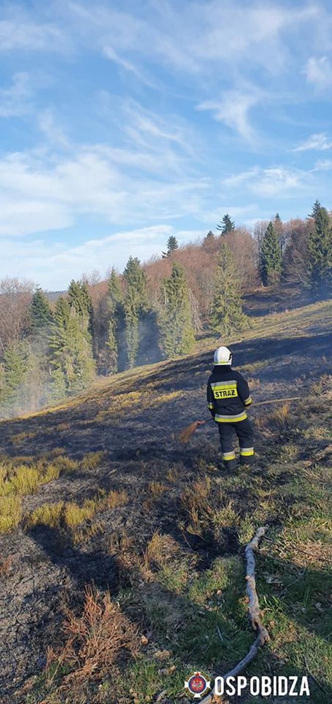 Strażacy uratowali las przed płomieniami. Pożar wybuchł tuż obok drzew!