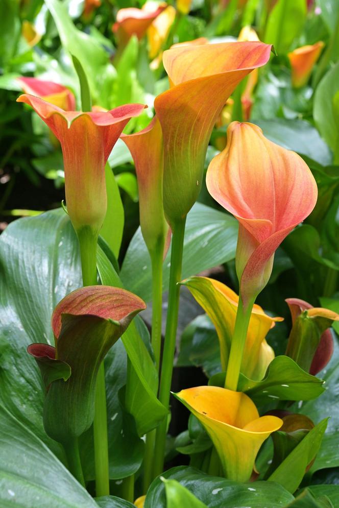 Cantedeskia - Zantedeschia