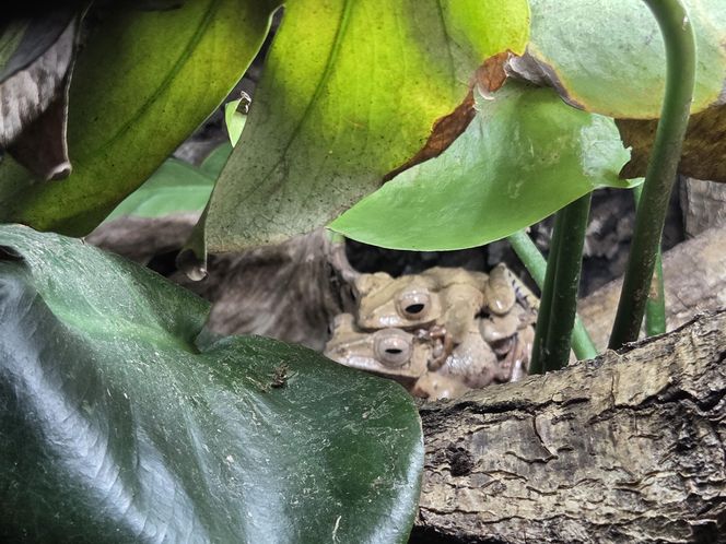 Egzotyczny świat na wyciągnięcie ręki! Zaglądamy do akwarium-terrarium w Myślęcinku